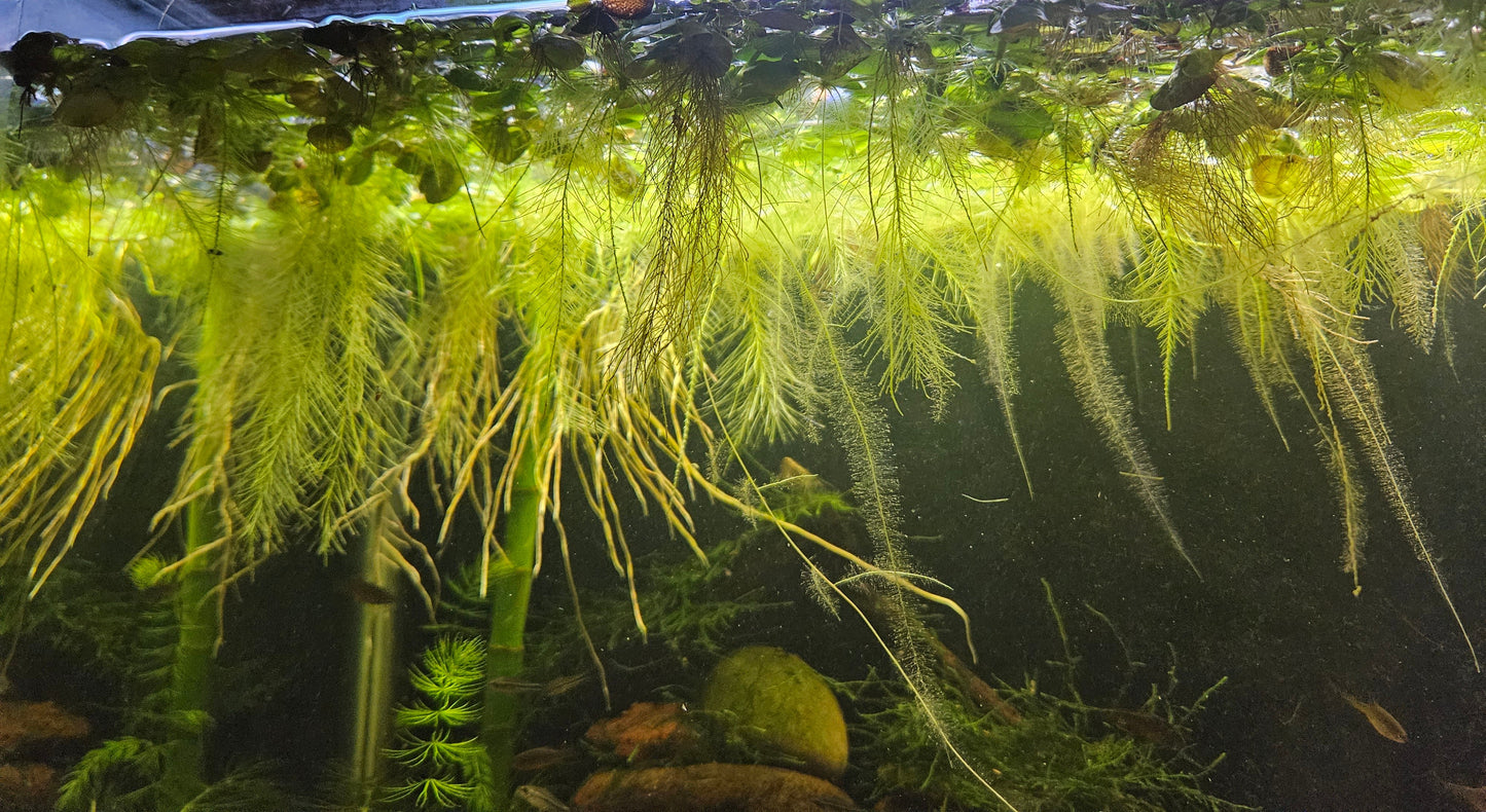 Dwarf Water Lettuce (Pista Stratioites)