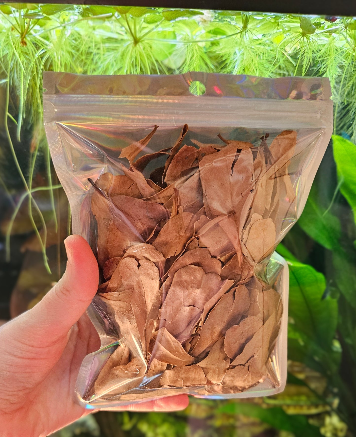 Mini Catappa leaves 2"