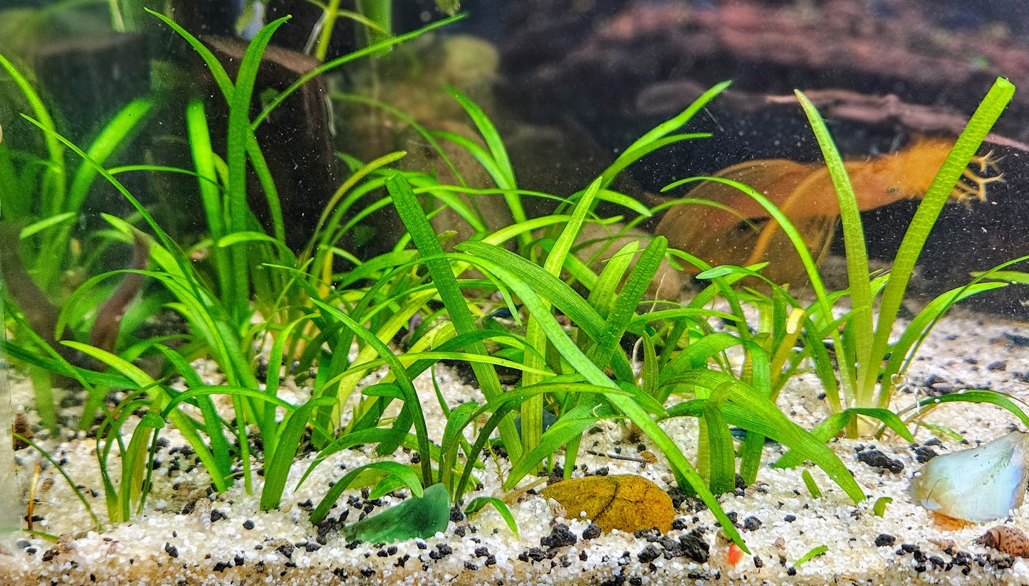 Rooted Dwarf Sagittaria Subulata