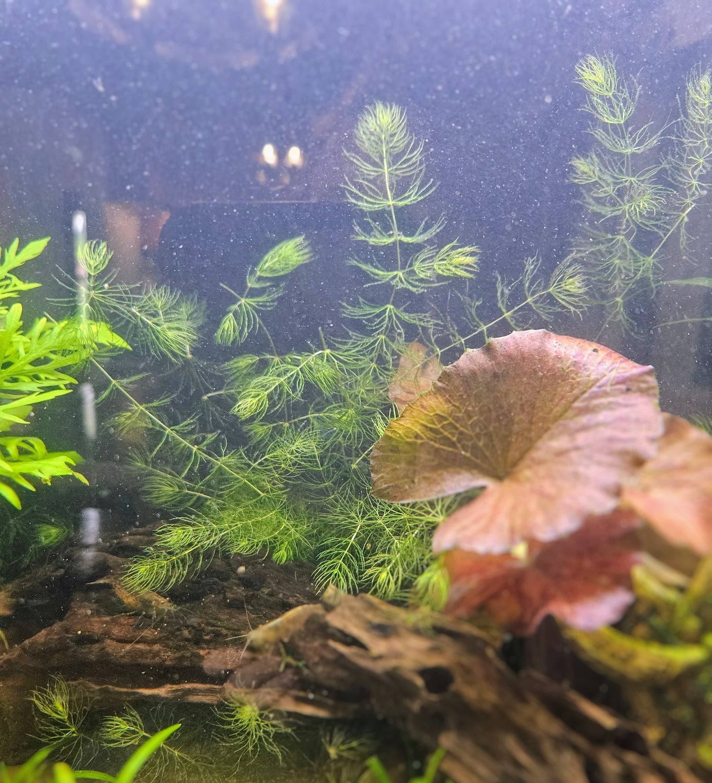 Hornwort/Coontail (Ceratophyllum Demersum)