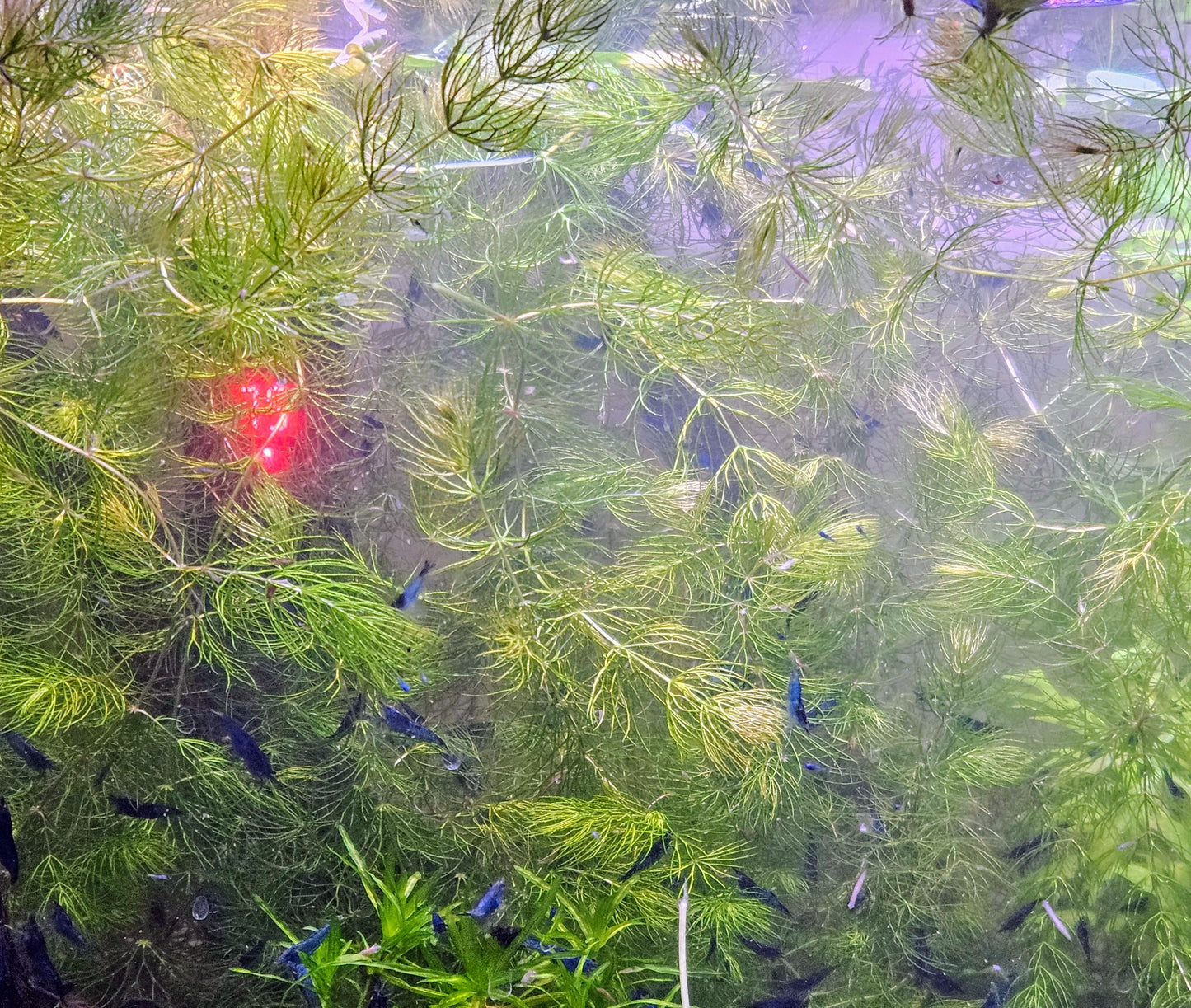 Hornwort/Coontail (Ceratophyllum Demersum)