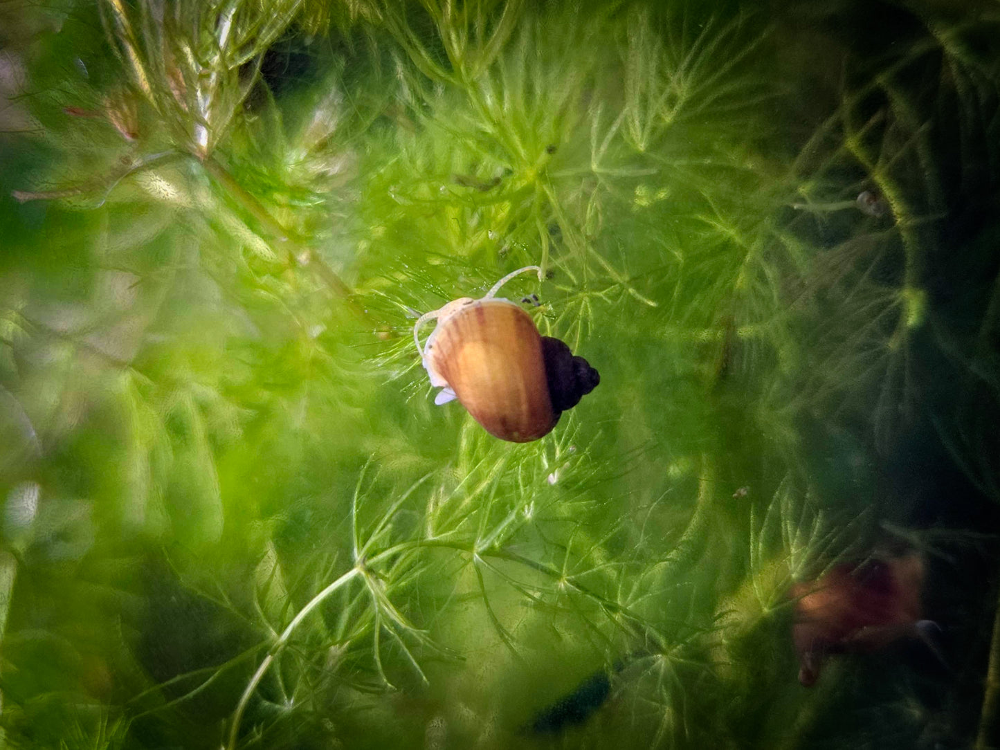 Chestnut/"Albino" Mystery Snail (Pomacea bridgesii)