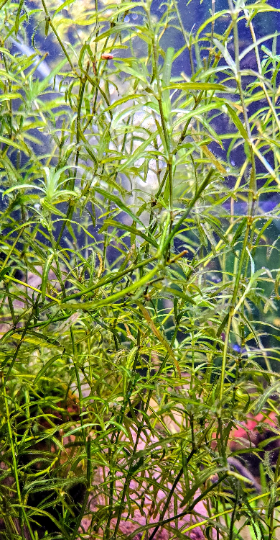 Najas Guppy Grass