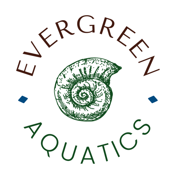 Evergreen Aquatics