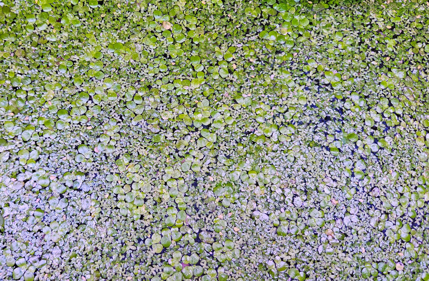 Mix of Giant Duckweed and Lesser Duckweed
