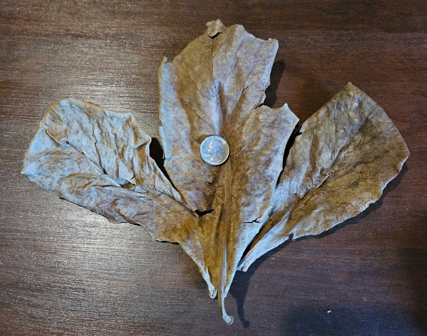 Catappa leaves