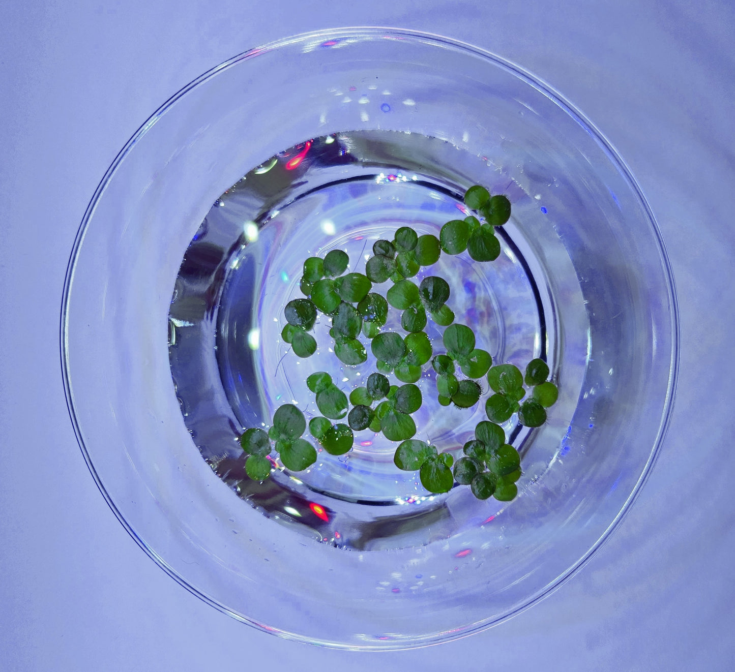 Giant Duckweed (Spirodela polyrhiza)