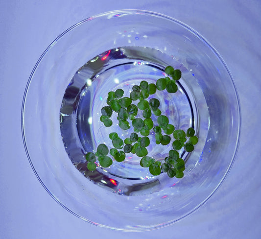 Giant Duckweed (Spirodela polyrhiza)