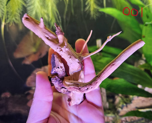 Driftwood 4-6in