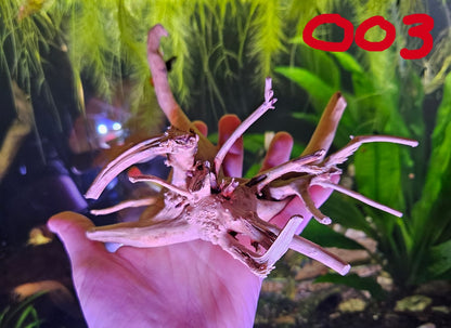 Driftwood 6-8in