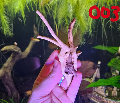 Driftwood 4-6in