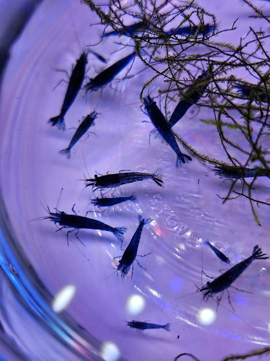 Blue Dream Neocaridina Shrimp