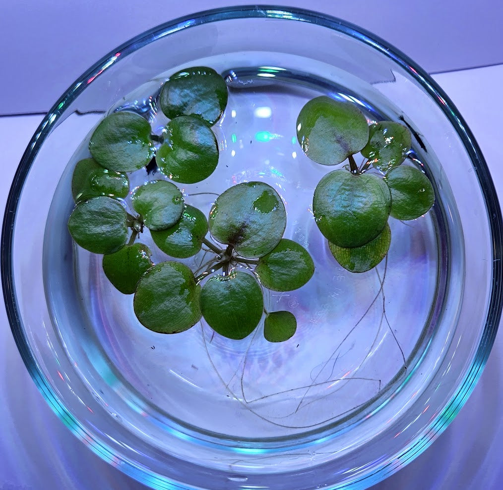 Amazon Frogbit (Limnobium laevigatum)