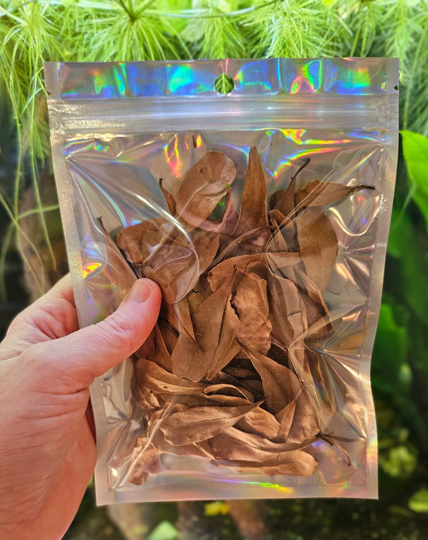 Mini Catappa leaves 2"