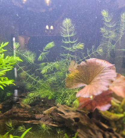 Hornwort/Coontail (Ceratophyllum Demersum)