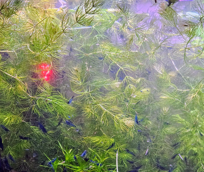 Hornwort/Coontail (Ceratophyllum Demersum)