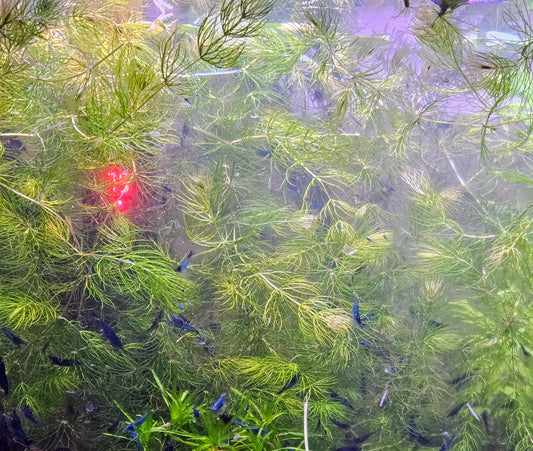 Hornwort/Coontail (Ceratophyllum Demersum)