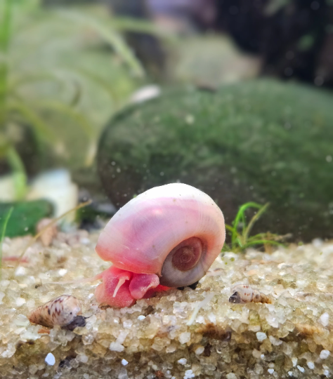 Pink/Peach Ramshorn Aquarium Snails