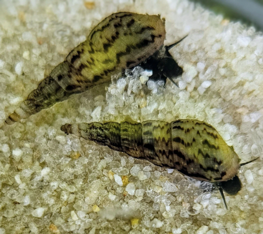 Malaysian Trumpet Snails