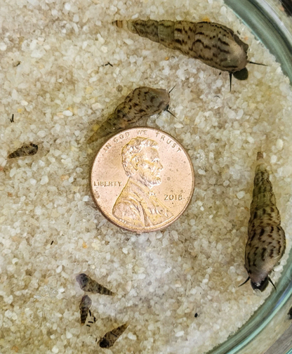 Malaysian Trumpet Snails