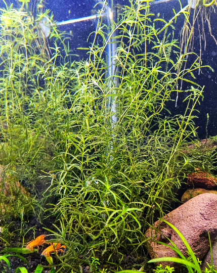 Najas Guppy Grass