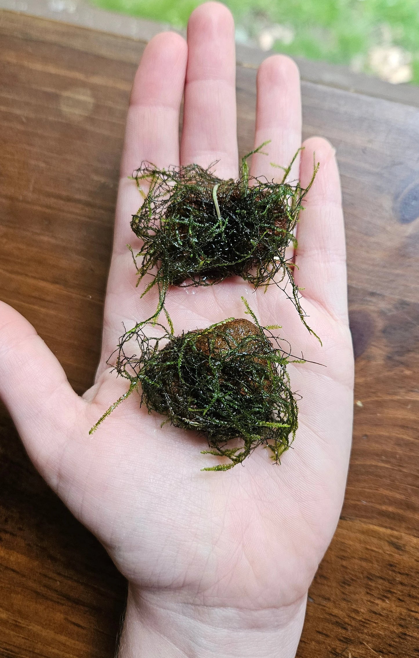 Mossy Lava Rock